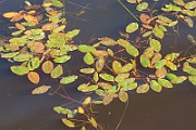 IMG_6771