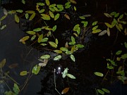 P1040237