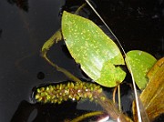 P1040238