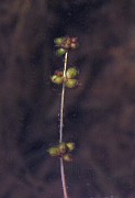 Potamogeton filiformis