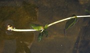 Potamogeton perfoliatus