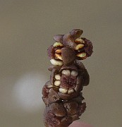 Potamogeton vaginatus