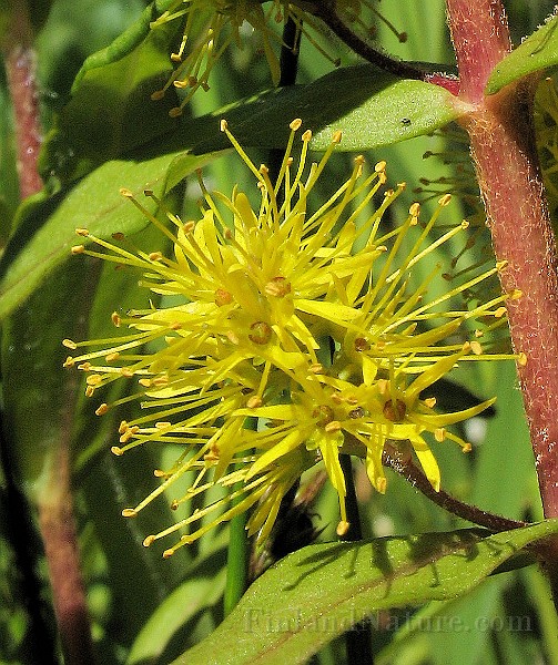 Lysimachia_thyrsifolium2.jpg