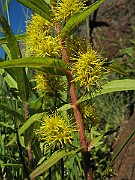 Lysimachia_thyrsifolium1