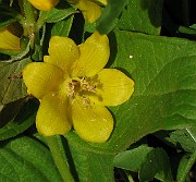 IMG_3444