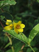 IMG_7700