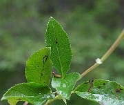 IMG_4002