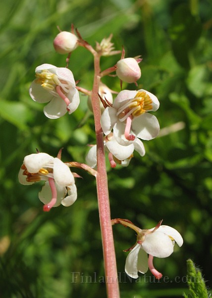 Pyrola_rotundifolia4.jpg