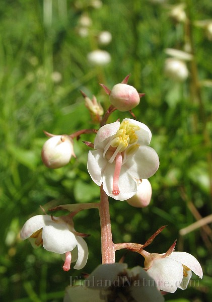 Pyrola_rotundifolia6.jpg