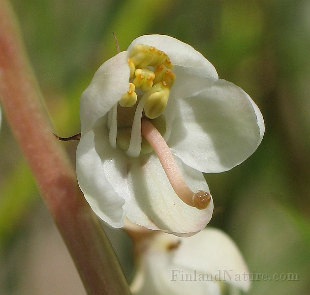 Pyrola_rotundifolia7.jpg
