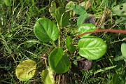 IMG_0081