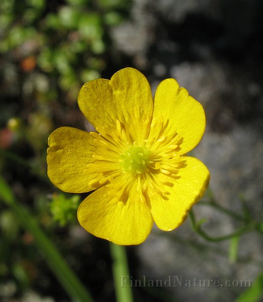 Ranunculus_acris4.jpg