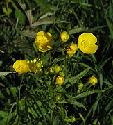 Ranunculus_acris1