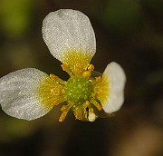 IMG_2594