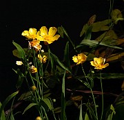IMG_1014