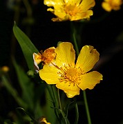 IMG_1017