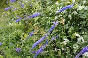 Delphinium elatum