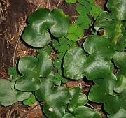 Hepatica nobilis