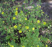 Ranunculus acris