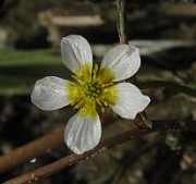 Ranunculus aquatilis var. diffusus