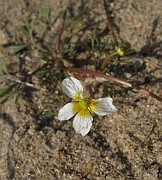 Ranunculus confervoides