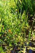 Ranunculus lingua