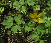 Ranunculus repens