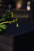 IMG_2670