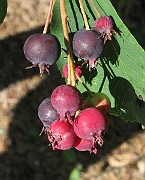 IMG_2792