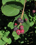 IMG_2794