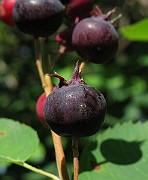 IMG_2795