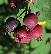 IMG_2796