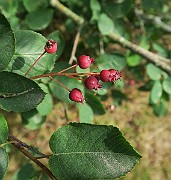 IMG_7219