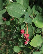 IMG_7225