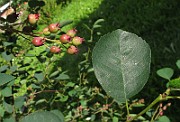 IMG_7981