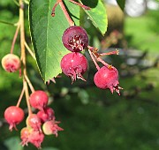 IMG_7984