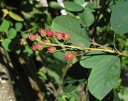 IMG_7986