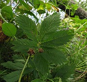 IMG_3569