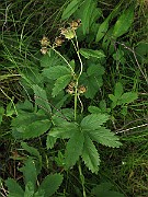 IMG_3575