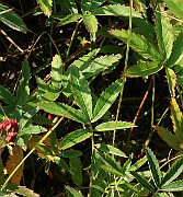 IMG_6536