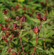 IMG_6537