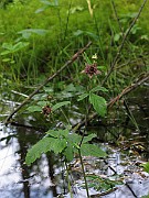 IMG_7134