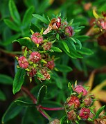 IMG_6809