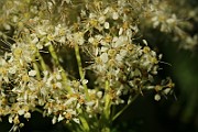IMG_6371