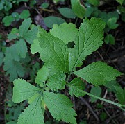 IMG_2861