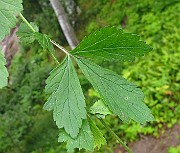 IMG_3725