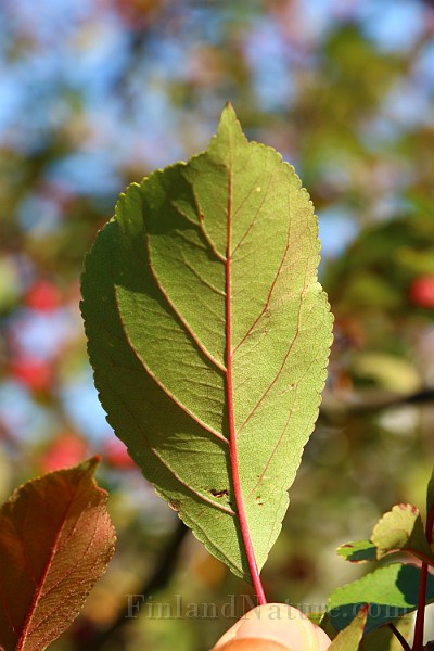 IMG_7057.JPG
