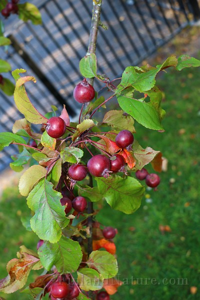IMG_7063.JPG