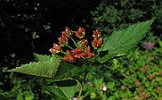 IMG_8878