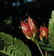 IMG_8880